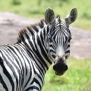 Explore 1 Day Lake Manyara Tour for 1 days with Afrishare Trekking And Safaris and discover unforgettable experiences - Photo 8