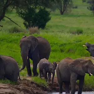 Explore 1 Day Tarangire National Park Tour for 1 days with Afrishare Trekking And Safaris and discover unforgettable experiences - Photo 7