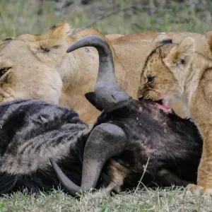 Explore 4 DAY CALVING SEASON SPECIAL SAFARI FEATURING (SERENGETI, NDUTU AREA & NGORONGORO CRATER) for 4 days with Afrishare Trekking And Safaris and discover unforgettable experiences - Photo 7
