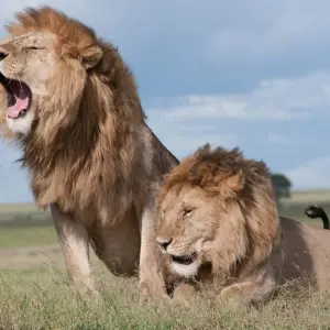 Explore 4 Day Tanzania Luxury Lodging Safari for 4 days with Afrishare Trekking And Safaris and discover unforgettable experiences - Photo 7