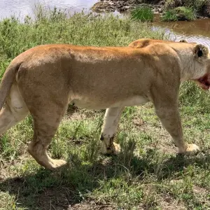 Explore 5 Days Migration Special Safari for 5 days with Afrishare Trekking And Safaris and discover unforgettable experiences - Photo 6