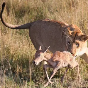 Explore 6 Day Safari Big Five at Selous and Ruaha for 6 days with Afrishare Trekking And Safaris and discover unforgettable experiences - Photo 7