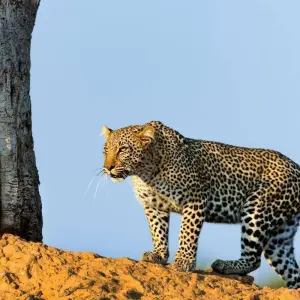 Explore 6 Day Safari Big Five at Selous and Ruaha for 6 days with Afrishare Trekking And Safaris and discover unforgettable experiences - Photo 8