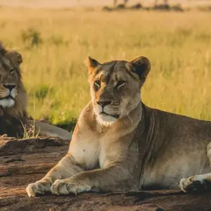Explore 6 Day Safari Big Five at Selous and Ruaha for 6 days with Afrishare Trekking And Safaris and discover unforgettable experiences - Photo 9