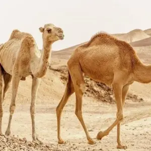 Explore Cairo & Sharm El Sheikh for 8 days with Agazat Club and discover unforgettable experiences - Photo 6