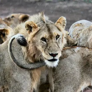 Explore 6 Day Safari Big Five at Selous and Ruaha for 6 days with Afrishare Trekking And Safaris and discover unforgettable experiences - Photo 11