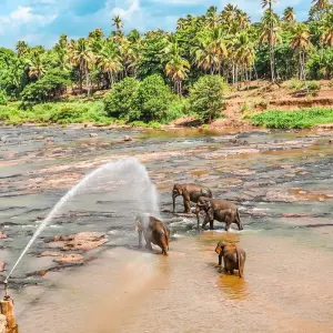 Explore Historical Wonders of Sri Lanka Family Tour, Daily Departure for 7 days with Agate Travel and discover unforgettable experiences - Photo 8