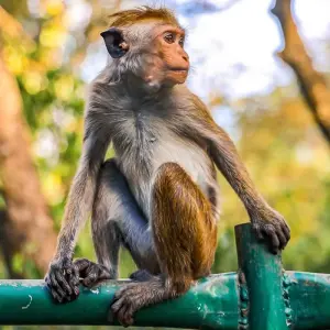 Explore Historical Wonders of Sri Lanka Family Tour, Daily Departure for 7 days with Agate Travel and discover unforgettable experiences - Photo 9
