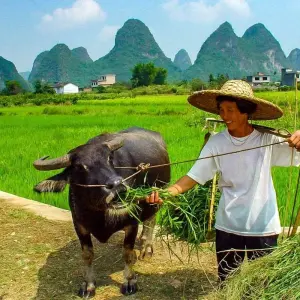 Explore China Small Group Tour with Pandas & Yangtze River Luxurious Cruise for 15 days with Agate Travel and discover unforgettable experiences - Photo 3