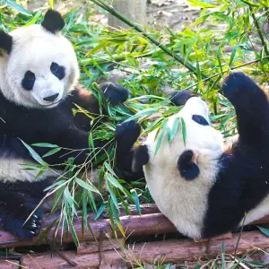 Explore Giant Pandas & China's Golden Cities, Small Group for 11 days with Agate Travel and discover unforgettable experiences - Photo 8