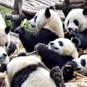 Explore China Small Group Tour with Pandas & Yangtze River Luxurious Cruise for 15 days with Agate Travel and discover unforgettable experiences - Photo 8