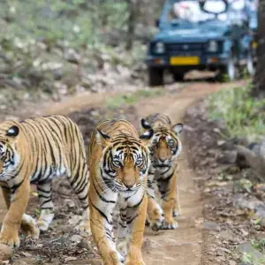 Explore Golden Triangle with Ranthambore Tigers and Taj Mahal Sunset/Sunrise -6 Days for 6 days with Agra Trip and discover unforgettable experiences - Photo 11