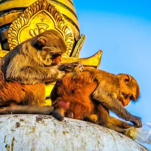 Explore Tailor-Made Private Nepal Trip of Kathmandu & Nagarkot, Daily Departure for 5 days with Agate Travel and discover unforgettable experiences - Photo 10