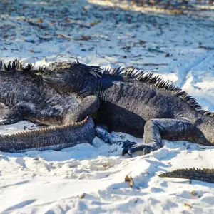 Explore Customized Galapagos Islands Trip with Quito, Daily Departure for 8 days with Agate Travel and discover unforgettable experiences - Photo 2