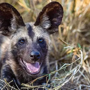 Explore Tailor-Made Best South Africa Tours, Daily Departure & Private Trip for 9 days with Agate Travel and discover unforgettable experiences - Photo 2