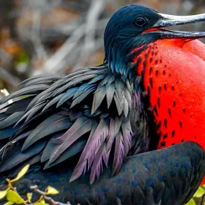 Explore Customized Galapagos Islands Trip with Quito, Daily Departure for 8 days with Agate Travel and discover unforgettable experiences - Photo 4