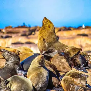 Explore Tailor-Made Best South Africa Tours, Daily Departure & Private Trip for 9 days with Agate Travel and discover unforgettable experiences - Photo 5