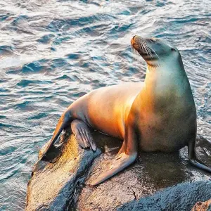Explore Customized Galapagos Islands Trip with Quito, Daily Departure for 8 days with Agate Travel and discover unforgettable experiences - Photo 9
