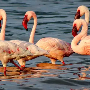 Explore Tailor-Made Private Kenya Tour of Birding & Big Five Safari, Daily Departure for 7 days with Agate Travel and discover unforgettable experiences - Photo 9