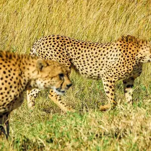Explore Tailor-Made Private Kenya Tour of Birding & Big Five Safari, Daily Departure for 7 days with Agate Travel and discover unforgettable experiences - Photo 10