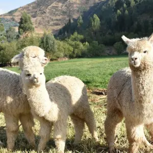 Explore Tailor-Made Peru Couple Tour & Machu Picchu, Daily Departure for 8 days with Agate Travel and discover unforgettable experiences - Photo 5