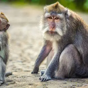 Explore Tailor-Made Indonesia Highlights Trip, No Group & Daily Depart for 12 days with Agate Travel and discover unforgettable experiences - Photo 3