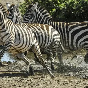 Explore Tailor-Made Private Tanzania & Zanzibar Adventure, Daily Departure for 11 days with Agate Travel and discover unforgettable experiences - Photo 2