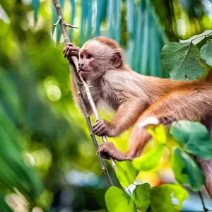 Explore Tailor-Made Amazon Adventure in Peru, Daily Departure (Private Guide & Driver) for 10 days with Agate Travel and discover unforgettable experiences - Photo 4