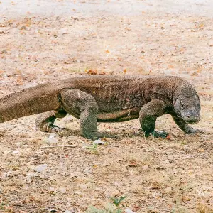 Explore Tailor-Made Indonesia Highlights Trip, No Group & Daily Depart for 12 days with Agate Travel and discover unforgettable experiences - Photo 5