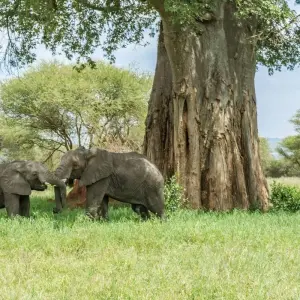 Explore Tailor-Made Private Tanzania & Zanzibar Adventure, Daily Departure for 11 days with Agate Travel and discover unforgettable experiences - Photo 6