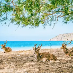 Explore Tailor-Made Indonesia Highlights Trip, No Group & Daily Depart for 12 days with Agate Travel and discover unforgettable experiences - Photo 8