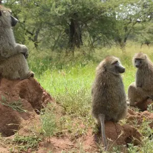 Explore Tailor-Made Private Tanzania & Zanzibar Adventure, Daily Departure for 11 days with Agate Travel and discover unforgettable experiences - Photo 7