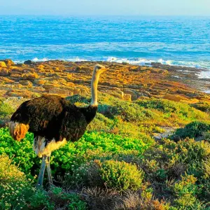 Explore Customized Cape Town Exploration, Daily Departure & Private Trip for 5 days with Agate Travel and discover unforgettable experiences - Photo 2