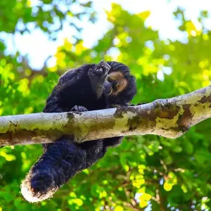 Explore Tailor-Made Amazon Adventure in Peru, Daily Departure (Private Guide & Driver) for 10 days with Agate Travel and discover unforgettable experiences - Photo 8