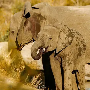 Explore Tailor-Made Kruger National Park Safari, Daily Departure & Private Tour for 4 days with Agate Travel and discover unforgettable experiences - Photo 2