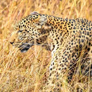 Explore Tailor-Made 2-Week Private South Africa Vacation, Daily Departure for 14 days with Agate Travel and discover unforgettable experiences - Photo 2