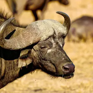 Explore Tailor-Made Kruger National Park Safari, Daily Departure & Private Tour for 4 days with Agate Travel and discover unforgettable experiences - Photo 3