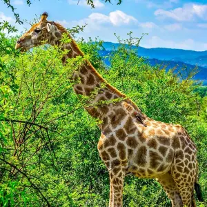 Explore Tailor-Made 2-Week Private South Africa Vacation, Daily Departure for 14 days with Agate Travel and discover unforgettable experiences - Photo 3