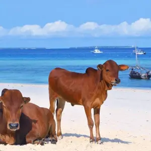 Explore Tailor-Made Private Tanzania & Zanzibar Adventure, Daily Departure for 11 days with Agate Travel and discover unforgettable experiences - Photo 9