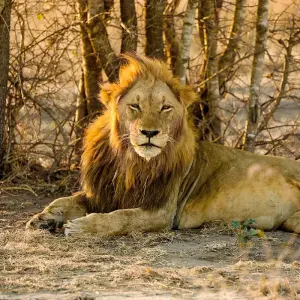 Explore Tailor-Made Kruger National Park Safari, Daily Departure & Private Tour for 4 days with Agate Travel and discover unforgettable experiences - Photo 4