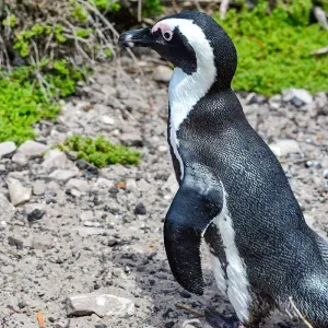 Explore Tailor-Made Private South Africa & Garden Route Trip, Daily Departure for 12 days with Agate Travel and discover unforgettable experiences - Photo 7