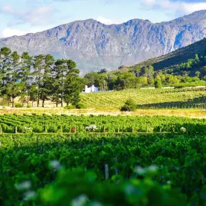 Explore Customized Cape Town Exploration, Daily Departure & Private Trip for 5 days with Agate Travel and discover unforgettable experiences - Photo 5