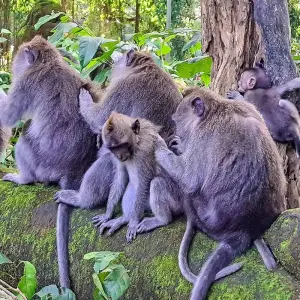 Explore Customized Bali Island Holiday, Private Local Guide & Daily Depart for 8 days with Agate Travel and discover unforgettable experiences - Photo 10