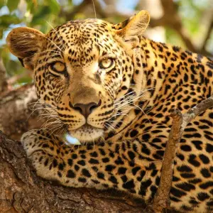 Explore Tailor-Made Private South Africa & Garden Route Trip, Daily Departure for 12 days with Agate Travel and discover unforgettable experiences - Photo 9