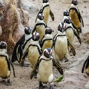 Explore Tailor-Made 2-Week Private South Africa Vacation, Daily Departure for 14 days with Agate Travel and discover unforgettable experiences - Photo 7