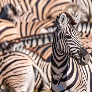 Explore Tailor-Made Kruger National Park Safari, Daily Departure & Private Tour for 4 days with Agate Travel and discover unforgettable experiences - Photo 8