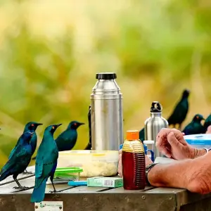 Explore Tailor-Made Kruger National Park Safari, Daily Departure & Private Tour for 4 days with Agate Travel and discover unforgettable experiences - Photo 10