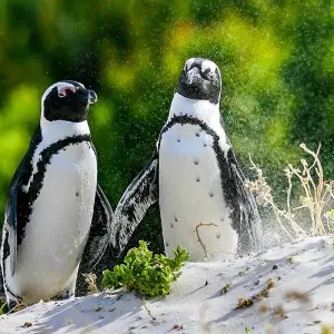 Explore Customized Cape Town Exploration, Daily Departure & Private Trip for 5 days with Agate Travel and discover unforgettable experiences - Photo 10