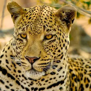Explore Tailor-Made Kruger National Park Safari, Daily Departure & Private Tour for 4 days with Agate Travel and discover unforgettable experiences - Photo 11