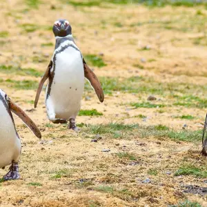 Explore Private Chile Tour to Lakes District & Patagonia with Rafting and Trekking for 12 days with Agate Travel and discover unforgettable experiences - Photo 3